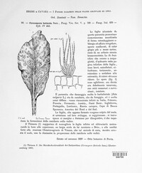 Cercospora beticola image